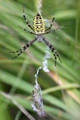Wespenspinne (Argiope bruennichi)