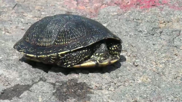 Turtle hid under armor