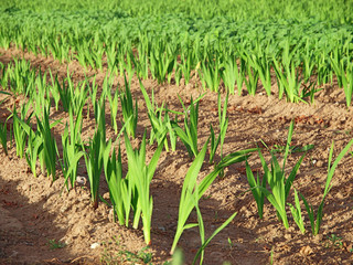 corn crops