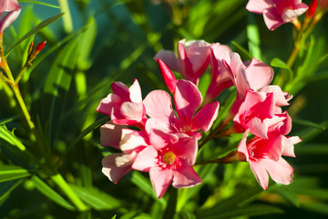 Fototapeta premium Oleander flower