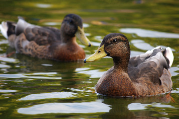 Ducks on the lake