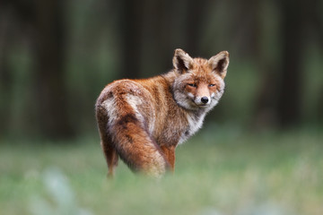 red fox