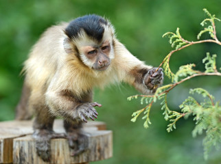 Monkey on a branch