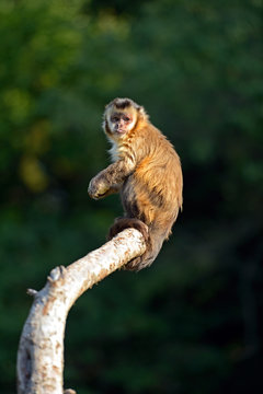 Monkey on a branch