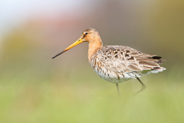 Black tailed godwit in a meadow