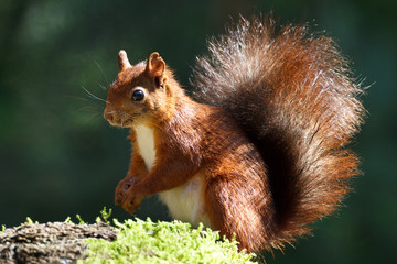 Red squirrel sitting on the tree