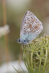 Silbergrüner Bläuling (Polyommatus coridon) auf Wilder Möhre