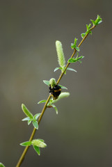 bumble bee and pussy-willow [sallow] branch