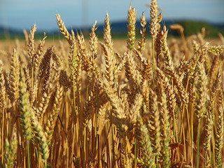 weizen feld