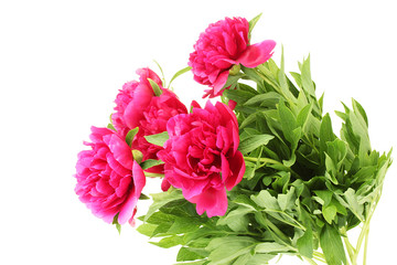 beautiful pink peonies isolated on white