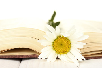 delicate daisy on the open book close-up