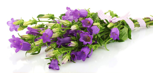 blue bell flowers isolated on white