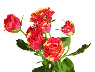 Beautiful red-yellow roses on white background close-up