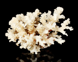 Sea coral isolated on black background