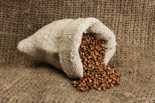 Coriander seeds in sack on canvas background close-up