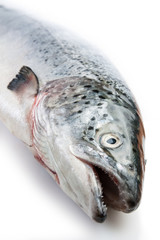 Whole salmon