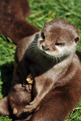 Obraz premium loutre d'asie