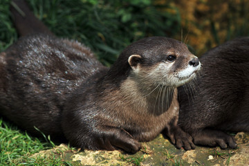 loutre d'asie