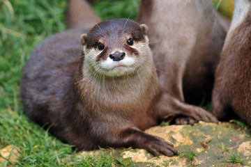 loutre d'asie