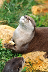 loutre d'asie