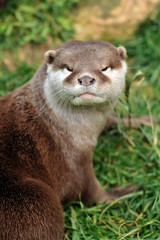 loutre d'asie