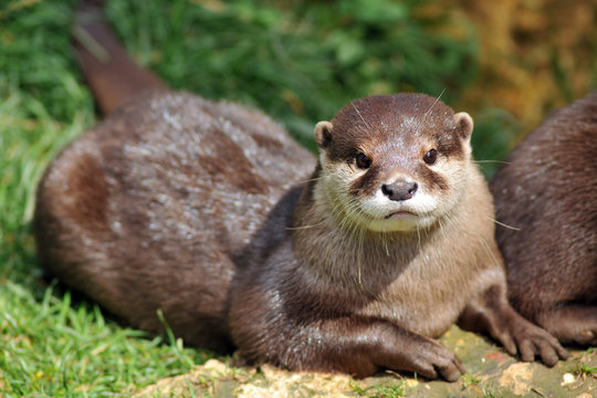 loutre d'asie
