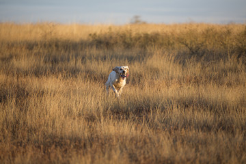 front view of english setter