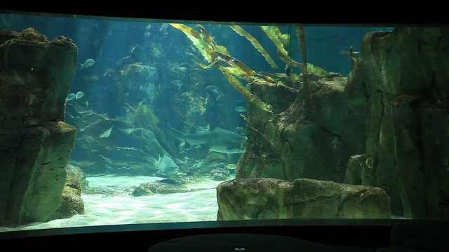 marine aquarium and marine life