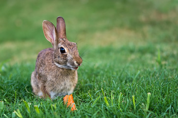 Naklejka premium Cottontail rabbit bunny eating carrot