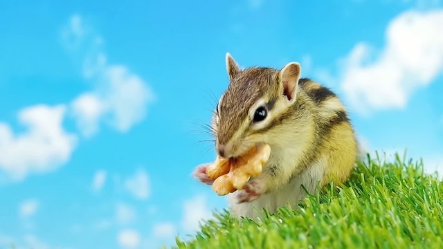 クルミを食べるシマリス