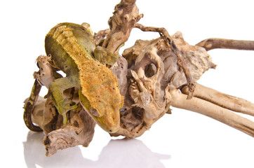 Crested gecko