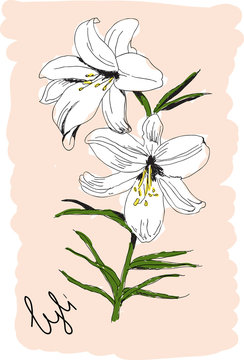 Lyli Images – Browse 79 Stock Photos, Vectors, and Video | Adobe Stock