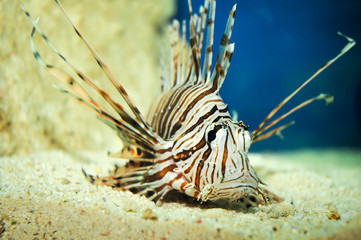 Pterois volitans coral reef fish commonly know as Red lionfish