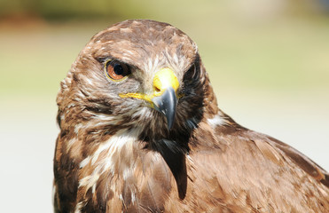 Buteo buteo bird of prey commonly know as Common Buzzard