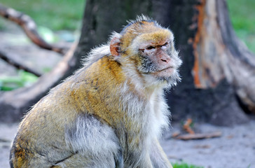 old Macaca sylvanus monkey - Barbary or Common macaque