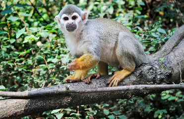 Saimiri sciureus commonly knows as Common Squirrel Monkey