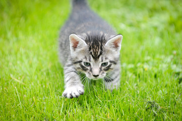 small gray cat walking on green grass