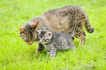 mother cat watching small gray kitten