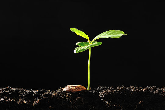 Green sprout growing from seed