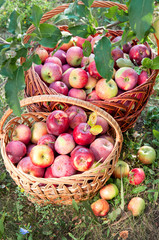 Basket full of ripe apples against apple orchard
