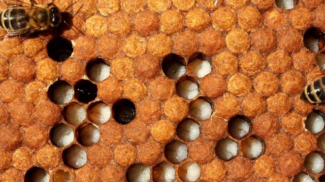 Larvae and cocoons of bees