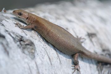 Brown pregnant lizard