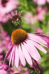 Echinacea purpurea