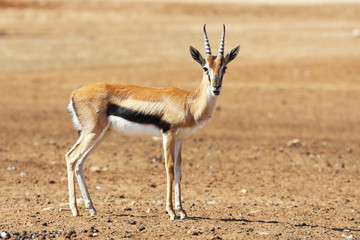 A graceful  Thomson Gazelle