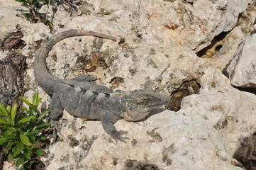 Iguana in Cancun Mexico