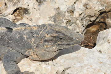 Iguana in Cancun Mexico