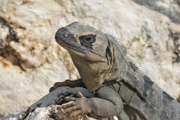 Iguana in Cancun Mexico