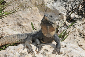 Iguana in Cancun Mexico