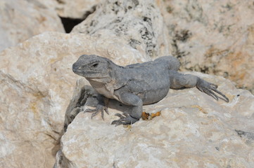 Iguana in Cancun Mexico