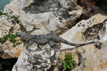 Iguana in Cancun Mexico